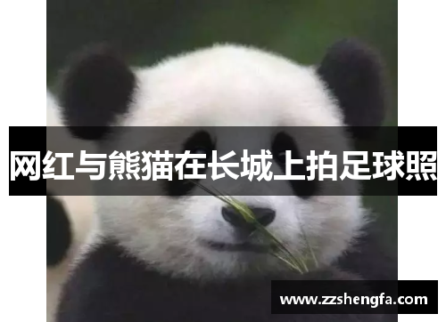 网红与熊猫在长城上拍足球照